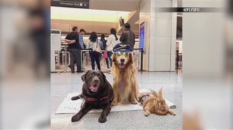 SFO Wag Brigade offering a helping paw during summer travel